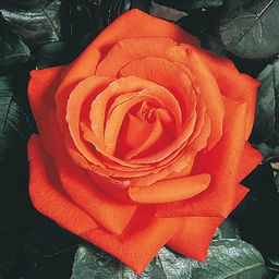 R494 ТРОПИКАНА