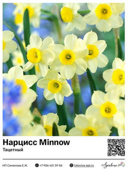 Нарцисс Minnow (Тацетный / Букетный)