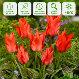 Тюльпан Ред Райдинг Худ