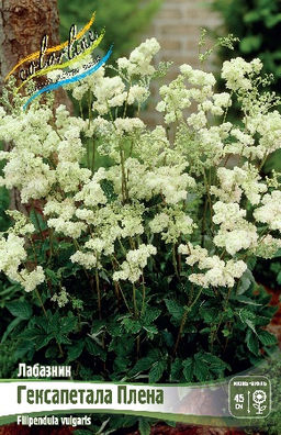 Лабазник Гексапетала Плена 1шт (Колорлайн)