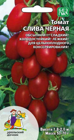 Томат СЛИВА ЧЁРНАЯ  Обсыпной! Сладкий! Холодостойкий! Лёжкий! Идеален для консервирования!