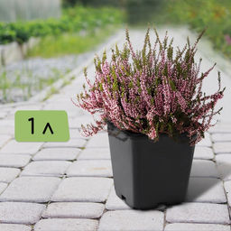 Цена за 9 шт. Горшок для рассады, 1 л, d = 11 см, h = 12 см, чёрный