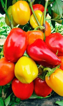 Перец КУПЕЦ  Обильный! Подходит для рыночных продаж!