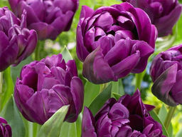 Тюльпан Purple Peony (Парпл Пион)