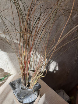 Осока Милк Чоколейт