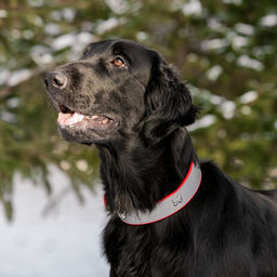 Ошейник широкий с косточками, светоотражающий, 66 х 3,5 см, ОШ 48-58 см, красный - Пижон фото 7