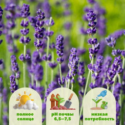 Лаванда узколистная