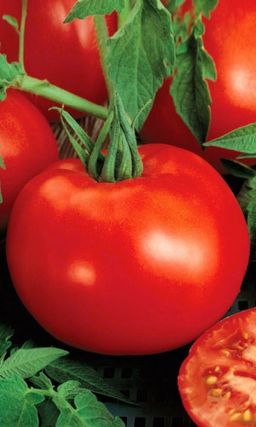 Томат ПРЕКРАСНАЯ ЛЕДИ F1 Необычайно популярный! С дружной отдачей урожая! Устойчив к стрессам!