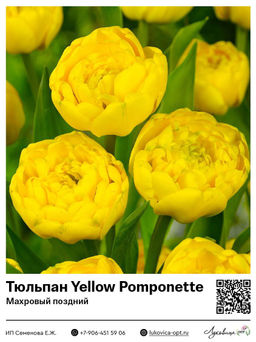 Тюльпан Yellow Pomponette (Махровый поздний)