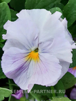 Виола бахромчатая Танго-Манго Болеро - Партнер фото 3