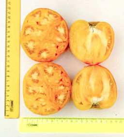 Томат Сокровище Инков - Партнер фото 5