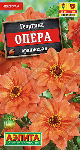 Георгина Опера оранжевая
