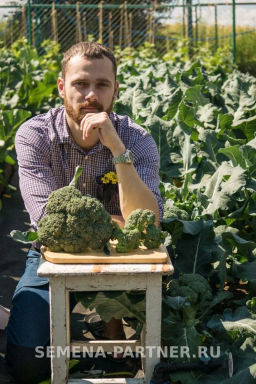 Капуста брокколи Грин Мэджик - Партнер фото 2