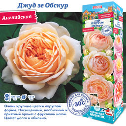 Роза Джуд зе Обскур (Английская) 1шт
