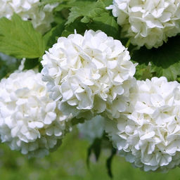 Калина обыкновенная РозеумБульденеж) - 7цветов фото 2