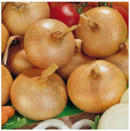 Лук репчатый Штуттгартер ризен 1г