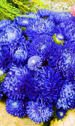 Астра СИНЯЯ БАШНЯ  Пионовидная