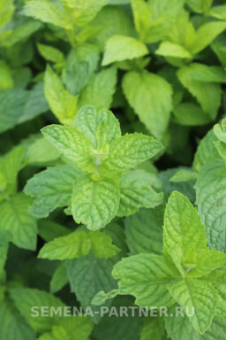 Мята Ментол - Партнер фото 3