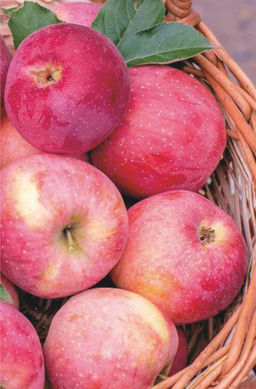 Яблоня Слава Победителям (саженец с этикеткой) 1шт