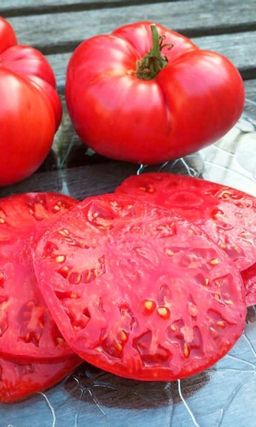 Томат ОГОРОДНИК Плоды крупные, сочные, мясистые, сладкие, массой до 350 г! Способен дать до 10 кг плодов с куста!