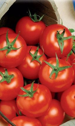 Томат ФИЛИППОК Суперурожайный! Не требует особого ухода! Сибирская селекция!