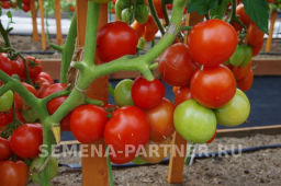 Томат Лирика - Партнер фото 8