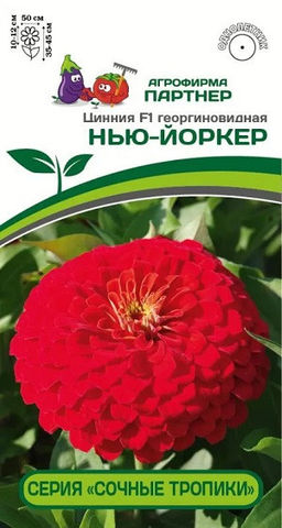 3374P Цинния F1 НЬЮ-ЙОРКЕР / георгиновидная 4шт