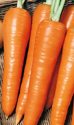 Морковь КОРОЛЕВА ОСЕНИ Самая популярная и любимая! Для рекордного урожая! Суперхранение!