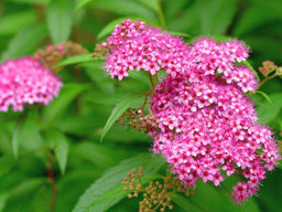 Спирея японская Макрофила - Долина роз фото 3