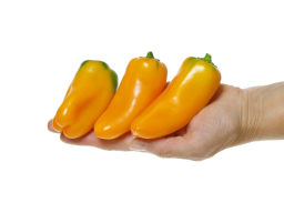 Перец сладкий Кеша - Партнер фото 6