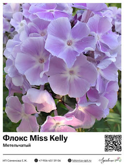 Флокс Miss Kelly (Метельчатый)