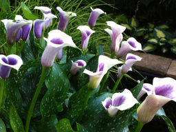 Калла Picasso (Пикассо) - Долина роз фото 9