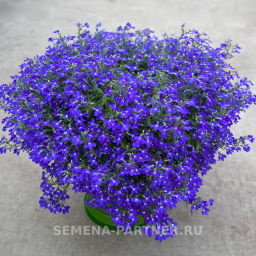 Лобелия ампельная Регатта Марине Блю - Партнер фото 3