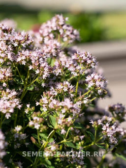 Тимьян Медок - Партнер фото 5