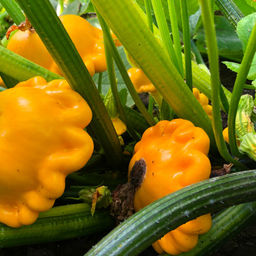 Патиссон СОЛНЫШКО  Кустовой! Высокая урожайность и неприхотливость! Для засола лучше не найти!