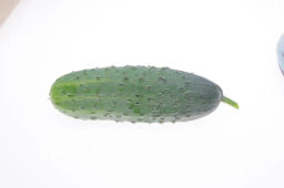 Огурец пчелоопыляемый Аякс - Партнер фото 2