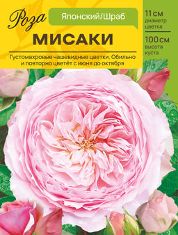 Роза Мисаки (Японский/Шраб) С ЦВ.НАКЛЕЙКОЙ 1шт
