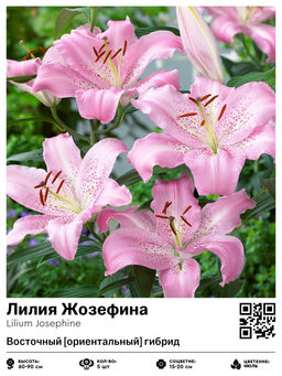 Лилия Жозефина (Восточный ориентальный гибрид)