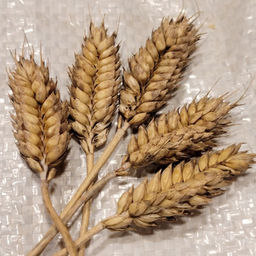 Карликовая Плотноколосая Пшеница - Triticum Compactum - Дом помидоров фото 4