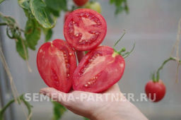 Томат Фукс - Партнер фото 4