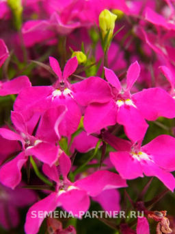 Лобелия каскадная Ривьера Роуз - Партнер фото 3