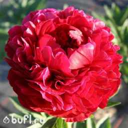 Пион Henry Bockstoce