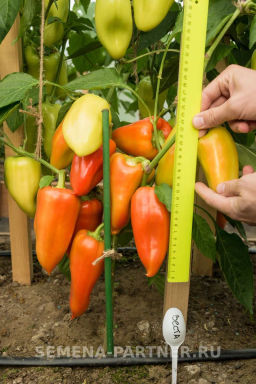Перец сладкий Веста - Партнер фото 4