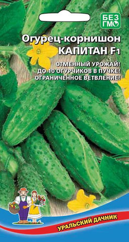 Огурец КАПИТАН F1 Отменный урожай! До 10 огурчиков в пучке! Ограниченное ветвление!