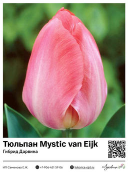 Тюльпан Mystic van Eijk (Гибрид Дарвина)