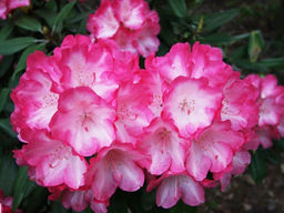 Рододендрон Fantastica (Фантастика)