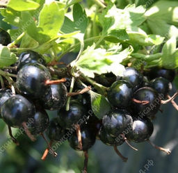 Смородина золотистая Валентина