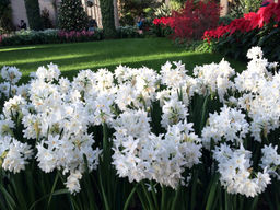 Нарцисс Ziva (Зива) - Долина роз фото 2