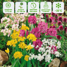 Лук декоративный смесь 10 шт