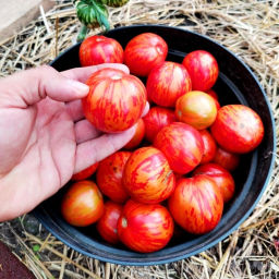 Помидоры Полосатый Смайлик